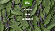 Alpine Sage Deodorant - All Day Outdoor Carry